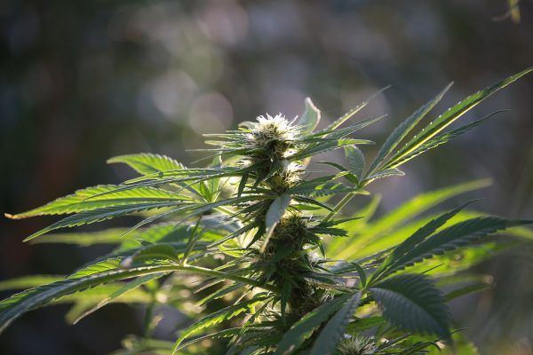 Hemp plant