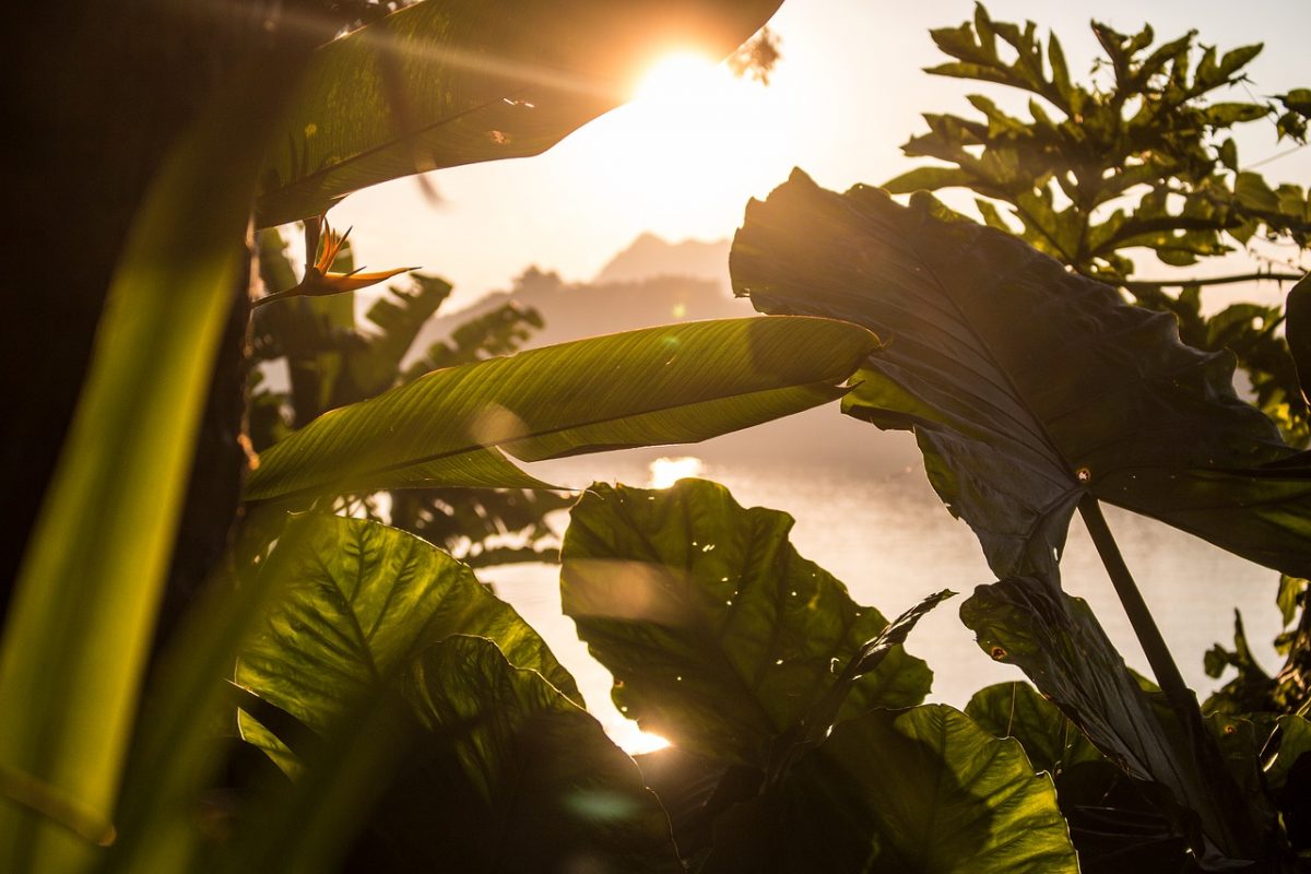 sunset on tropical setting