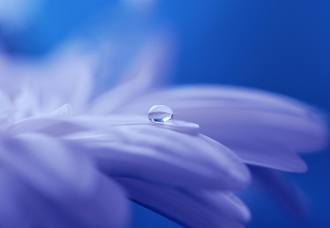 petals with drop of water