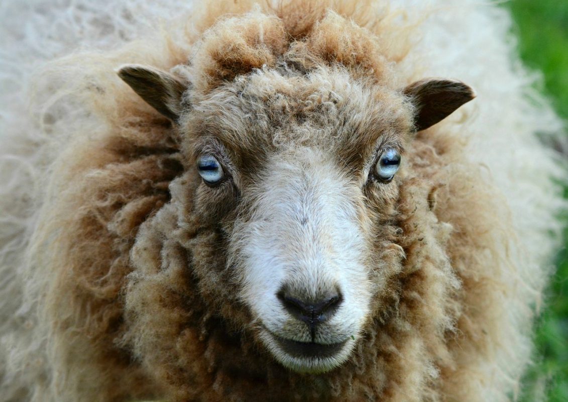 Sheep with big eyes