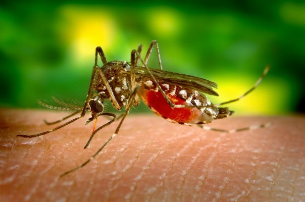 mosquito biting skin