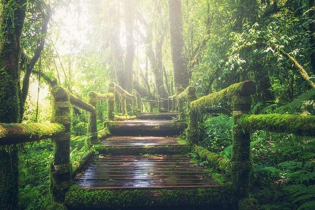 costa rican jungle